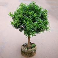 古达雀舌罗汉松树苗批发大叶小米盆景庭院绿植化阳台盆地栽带土球 2.5公分粗罗汉松 不含盆