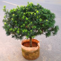 古达雀舌罗汉松树苗批发大叶小米盆景庭院绿植化阳台盆地栽带土球 3公分粗罗汉松 不含盆