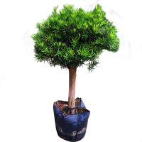 古达雀舌罗汉松树苗批发大叶小米盆景庭院绿植化阳台盆地栽带土球 4公分粗罗汉松 不含盆