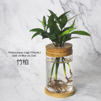 古达水培植物文竹九里香玻璃瓶皿水培水养植物室内办公室绿植花卉盆栽 竹柏水培[花瓶+竹托] 含盆