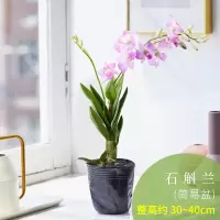 古达石斛兰花卉观花植物室内花绿植花卉盆栽阳台植物石斛兰盆栽带花 简易盆[石斛兰] 带盆栽好