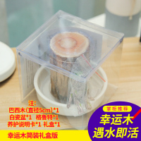 古达巴西木盆栽水养迷你室内桌面绿植四季常青幸运木格鲁特水培植物 幸运木简装礼盒版(送营养液) 含盆