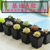 古达多肉植物组合套餐多肉盆栽肉肉植物含盆带土批发绿植室内花卉盆栽 A款经济款小黑方 含盆