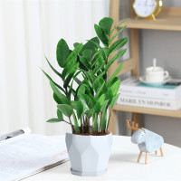 古达盆栽植物室内好养花卉客厅四季办公室大绿植盆景 金钱树25-30cm(白菱形陶瓷) 不含盆