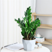 古达盆栽植物室内好养花卉客厅四季办公室大绿植盆景 金钱树35-40cm(白菱形陶瓷) 不含盆