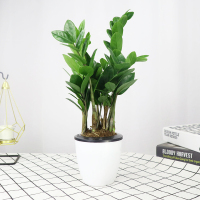 古达盆栽植物室内花卉绿植摇钱树盆景大客厅四季好养 高(20-25cm左右)6-8株左右鹅蛋盆 含盆