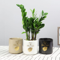 古达盆栽植物室内花卉绿植摇钱树盆景大客厅四季好养 高(25-30cm左右)8株左右陶瓷盆 含盆