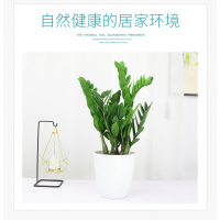 古达盆栽植物室内花卉绿植摇钱树盆景大客厅四季好养 高(40-45cm左右)7株左右(鹅蛋盆) 含盆