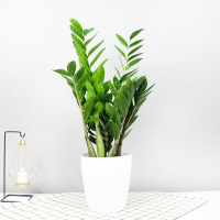 古达盆栽植物室内花卉绿植摇钱树盆景大客厅四季好养 高(45-55cm左右)10株左右鹅蛋盆 含盆