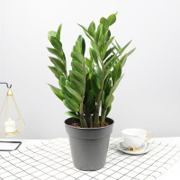 古达盆栽植物室内花卉绿植摇钱树盆景大客厅四季好养 高(45-55cm左右)10棵左右芊姿彩盆 不含盆