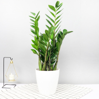 古达盆栽植物室内花卉绿植摇钱树盆景大客厅四季好养 高(55-65cm左右)10棵左右鹅蛋盆 不含盆