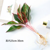 古达水养绿植室内水培花卉水养苗 绿萝白掌盆栽桌面水培易成活 万年红1颗[大] 不含盆