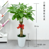 古达大盆栽花卉绿植植物室内客厅办公室开业观叶盆景吸 1.1m白色螺纹塑料盆 带盆栽好