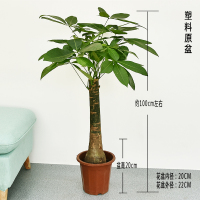 古达大盆栽花卉绿植植物室内客厅办公室开业观叶盆景吸 1m塑料原盆 带盆栽好