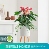 古达懒人智能绿植盆栽绿萝室内花卉红掌吸好养植物 智能花盆[140#红掌] 含盆