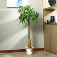 古达盆栽大绿植大型植物树室内客厅落地办公室好养活大粗杆 1.2米-1.4米独干(原盆) 含盆