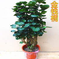 古达金钱兜圆叶福禄桐盆栽阳台客厅金钱桐树桩盆景四季常青花卉 中款金钱兜四季园师傅代选高60左右 含盆