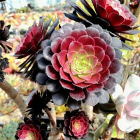 多肉植物红铜壶黑铜壶单头老桩 古达绿植盆栽 黑铜壶25cm8头以上图片供参考挑选发 不含盆