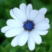 小雏菊花种 古达易活盆栽花植物适合秋冬天种的花室内四季开花盆景 15雏菊蓝绸50粒+肥+盆 含盆