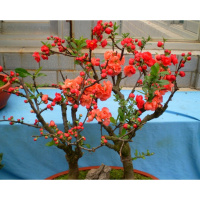 重瓣盆栽日本海棠树苗长寿冠古达海棠花苗盆景老桩四季花卉植物 10年长寿冠带花苞[买2送1] 不含盆