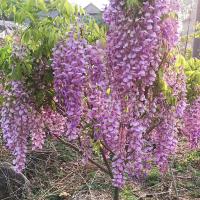 紫藤花苗树苗盆栽盆景古达老桩庭院花卉爬藤植物四季开花不断浓香 阿知3公分庭院 不含盆