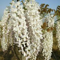 紫藤花苗树苗盆栽盆景古达老桩庭院花卉爬藤植物四季开花不断浓香 安了寺3公分庭院 不含盆