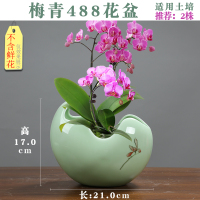蝴蝶兰专用陶瓷花盆古达青瓷釉下手彩绘简约个性创意大号托盘君子兰花 (单盆)梅青488蝴蝶兰花盆 大
