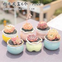 植物多肉花盆陶瓷古达室内肉肉大口径拼盘小号小花盆粗陶 糖果六个 小