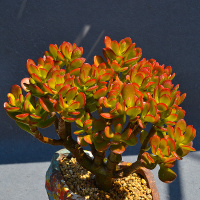 室内云南露养小叶玉树盆栽大老桩古达多肉花植物组合超萌肉肉