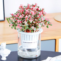 多肉植物雅乐之舞金枝玉叶 古达绿植盆栽植物玉树 花卉盆栽水培植物 水培雅乐之舞Z 含盆