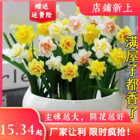 水仙花盆栽古达水养水培绿植物室内好养易开花正宗重瓣种球籽花卉盆栽
