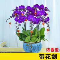 蝴蝶兰盆栽古达带花剑带花苞花苗兰花大苗客厅室内植物花卉四季好养活