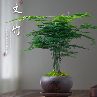 文竹盆景古达植物室内盆栽花卉四季常青客厅办公室桌面好养绿植小摆件