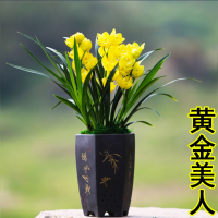 超香名贵兰花金玉满堂古达浓香大花朵盆栽室内花卉建兰绿植文心兰
