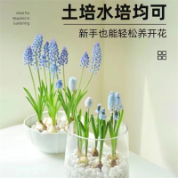 葡萄风信子古达种球室内水养水培套餐冬季土培耐寒易活花卉盆栽风信子