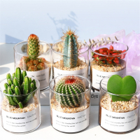 多肉植物古达仙人掌盆栽室内肉肉仙人球小盆栽开花不会桌面绿植