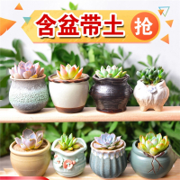 多肉植物花盆古达套装组合盆栽绿植花卉室内肉肉玫瑰含盆