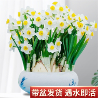 漳州水仙花古达种球盆栽室内水养花卉植物水培风信子球根四季开花好养