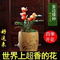 古达兰花苗浓香型四季兰金边矮种好运来建兰阳台花卉盆栽绿植