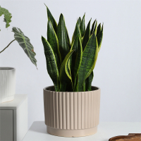 北欧陶瓷花盆白色蝴蝶兰专用古达轻奢高档简约ins网红客厅大号君子兰