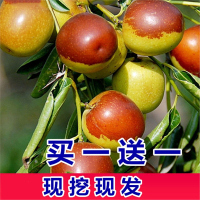 枣树活苗特大冬枣嫁接古达特大北方南方种植庭院葫芦枣树果树果苗盆栽