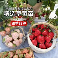 奶油草莓苗盆栽古达带盆带土种籽子可食用红颜四季结果阳台种植新苗秧
