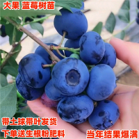 蓝莓树果苗古达带花带果盆栽地栽庭院果树南方北方种植当年结果蓝莓苗