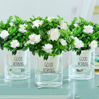 栀子花盆栽古达带花苞易活水培植物绿植室内花卉大全树苗多肉四季开花