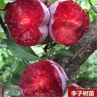 蜂糖李子树苗古达嫁接特大晚熟青脆黑李西梅苗李子苗南北方种果树果苗