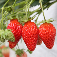 四季草莓苗盆栽古达带土奶油草莓秧苗食用南北方庭院阳台种植当年结果