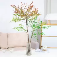 火焰水培植物古达南天竹盆栽水养室内带根富贵竹绿植比吊钟马醉木好养