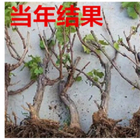 巨峰葡萄苗大苗果树果苗古达爬藤葡萄树苗葡萄树苖南北方种植当年结果
