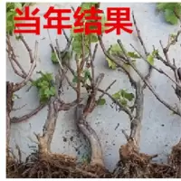 巨峰葡萄苗大苗果树果苗古达爬藤葡萄树苗葡萄树苖南北方种植当年结果