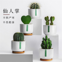 仙人掌盆栽古达室内仙人球多肉花卉植物办公室桌面绿植好养摆件